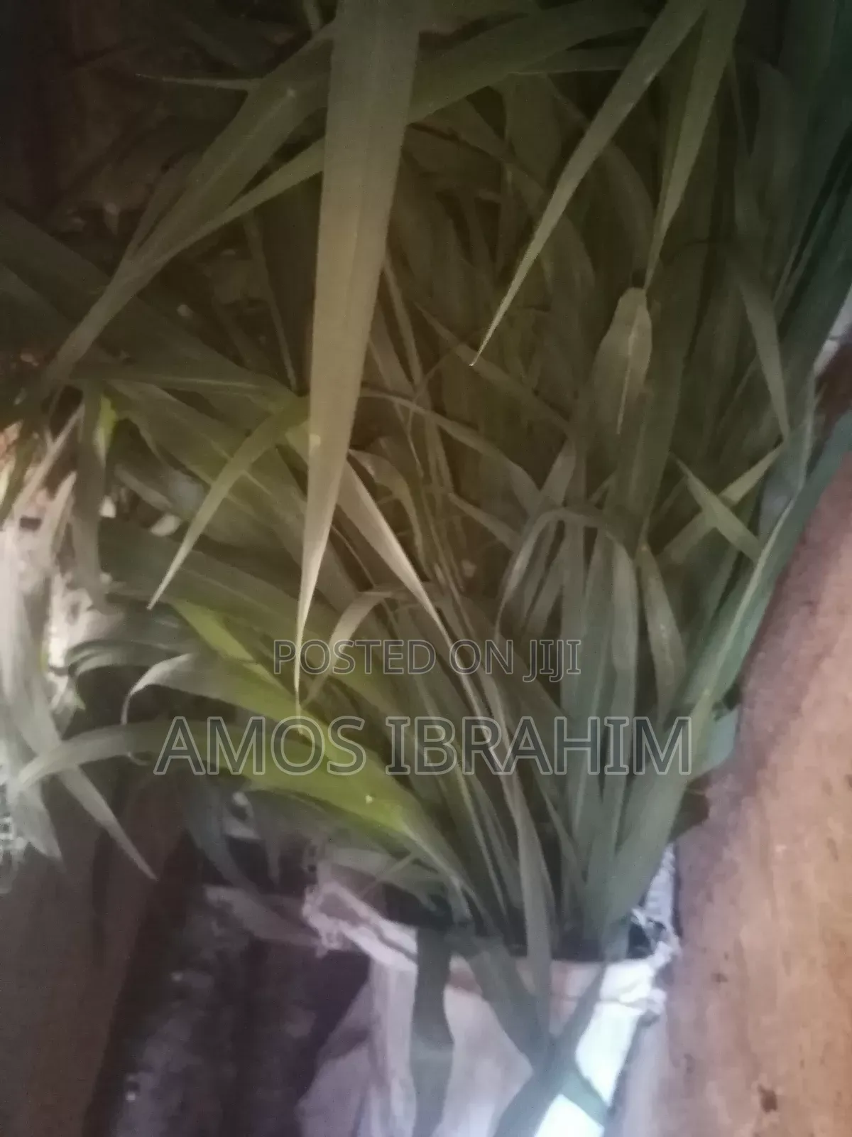 Elephant Grass