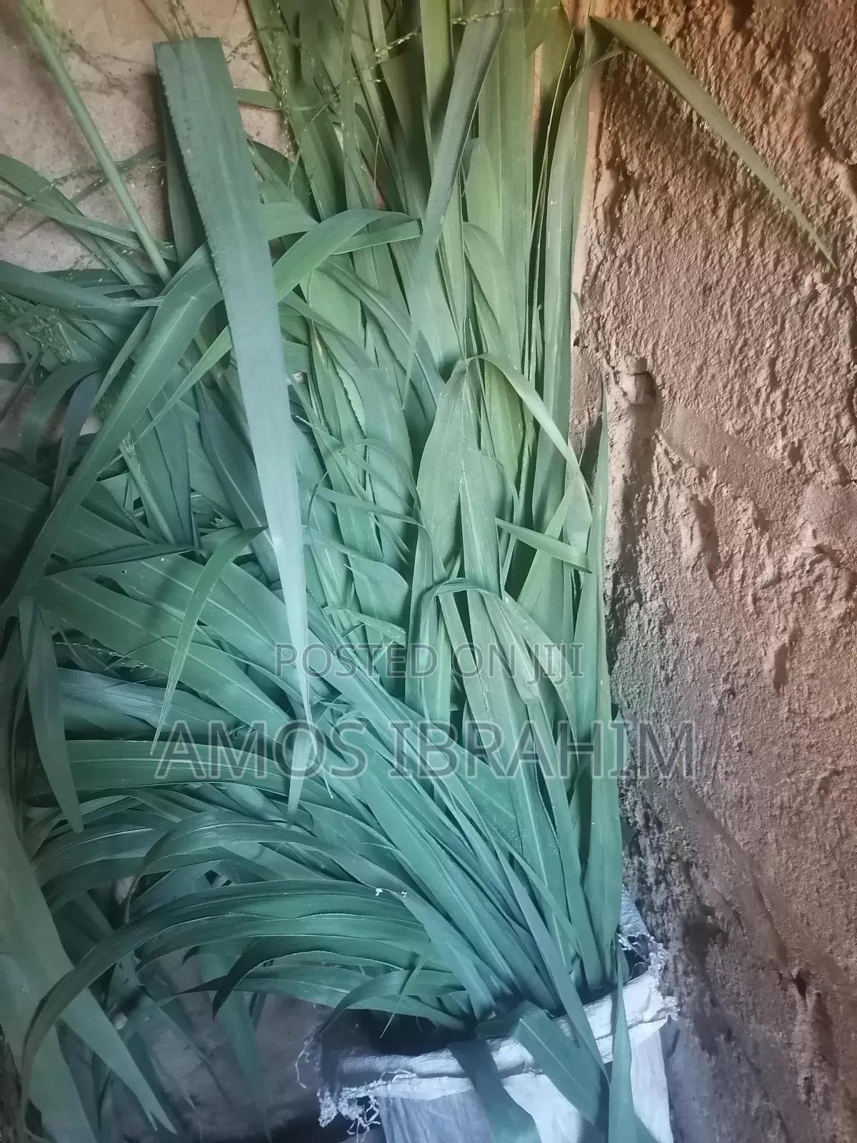 Elephant Grass