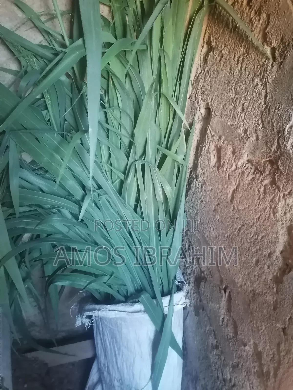 Elephant Grass