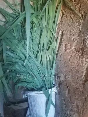 Elephant Grass