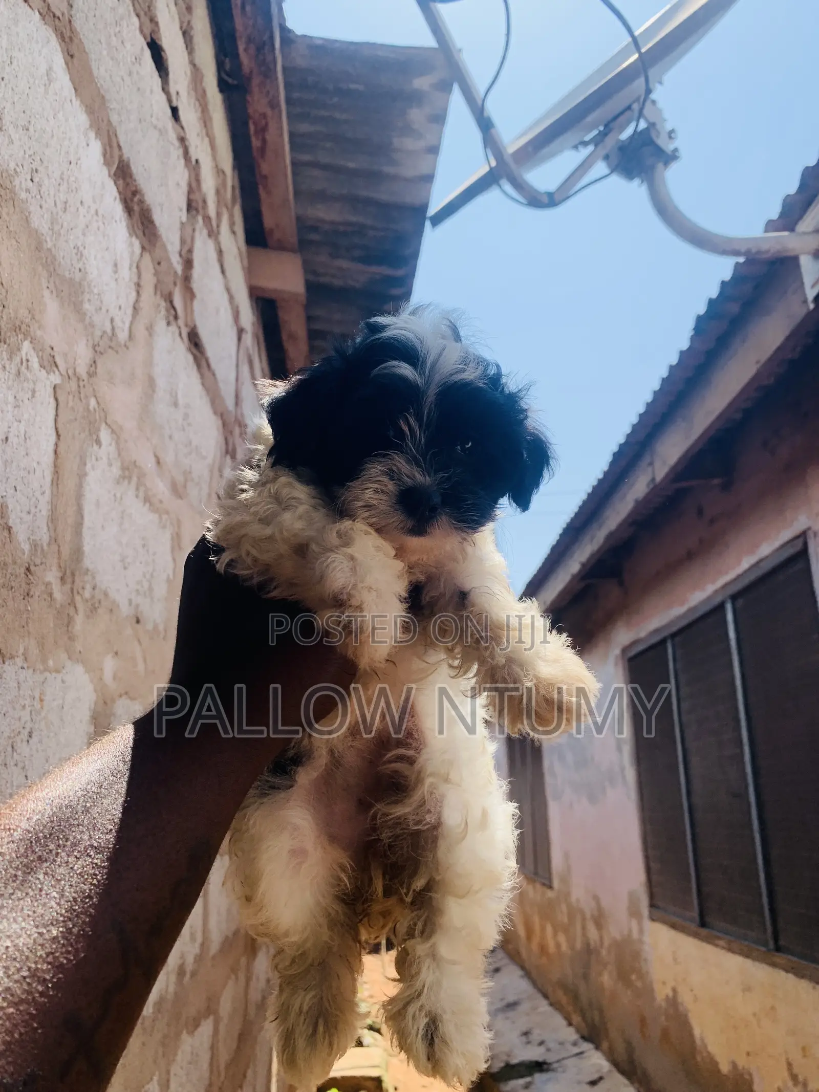 1-3 months Male Purebred Poodle