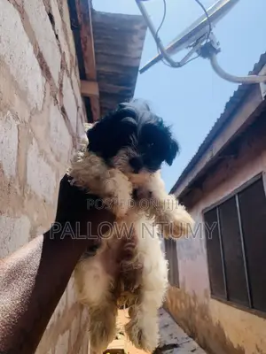 1-3 months Male Purebred Poodle