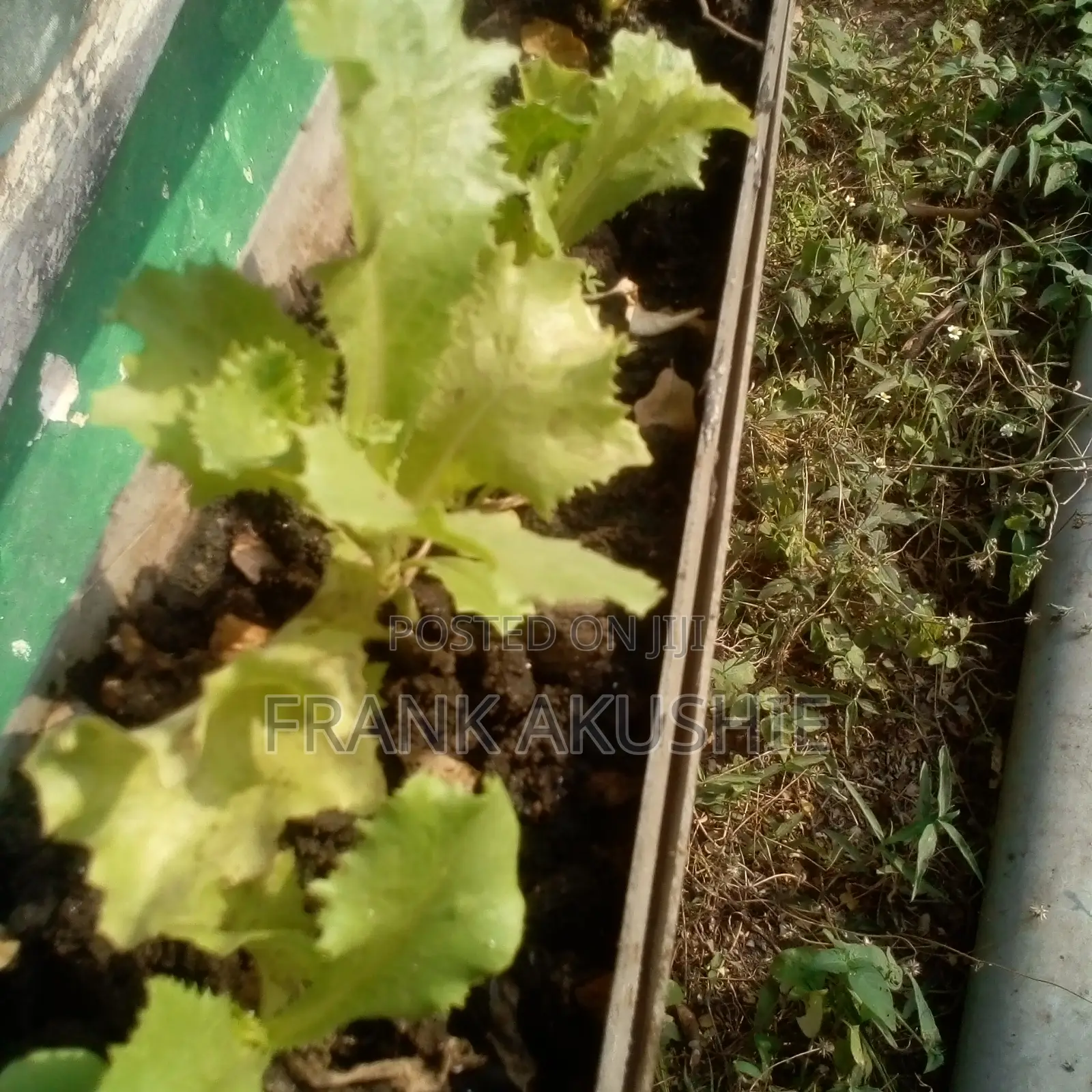 Oil Palm, Moringa , Dandelion, Soursop, Aloe Vera.