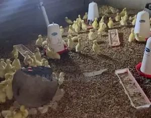 Healthy Day-Old Pekin Ducklings | Fast-Growing Meat Ducks