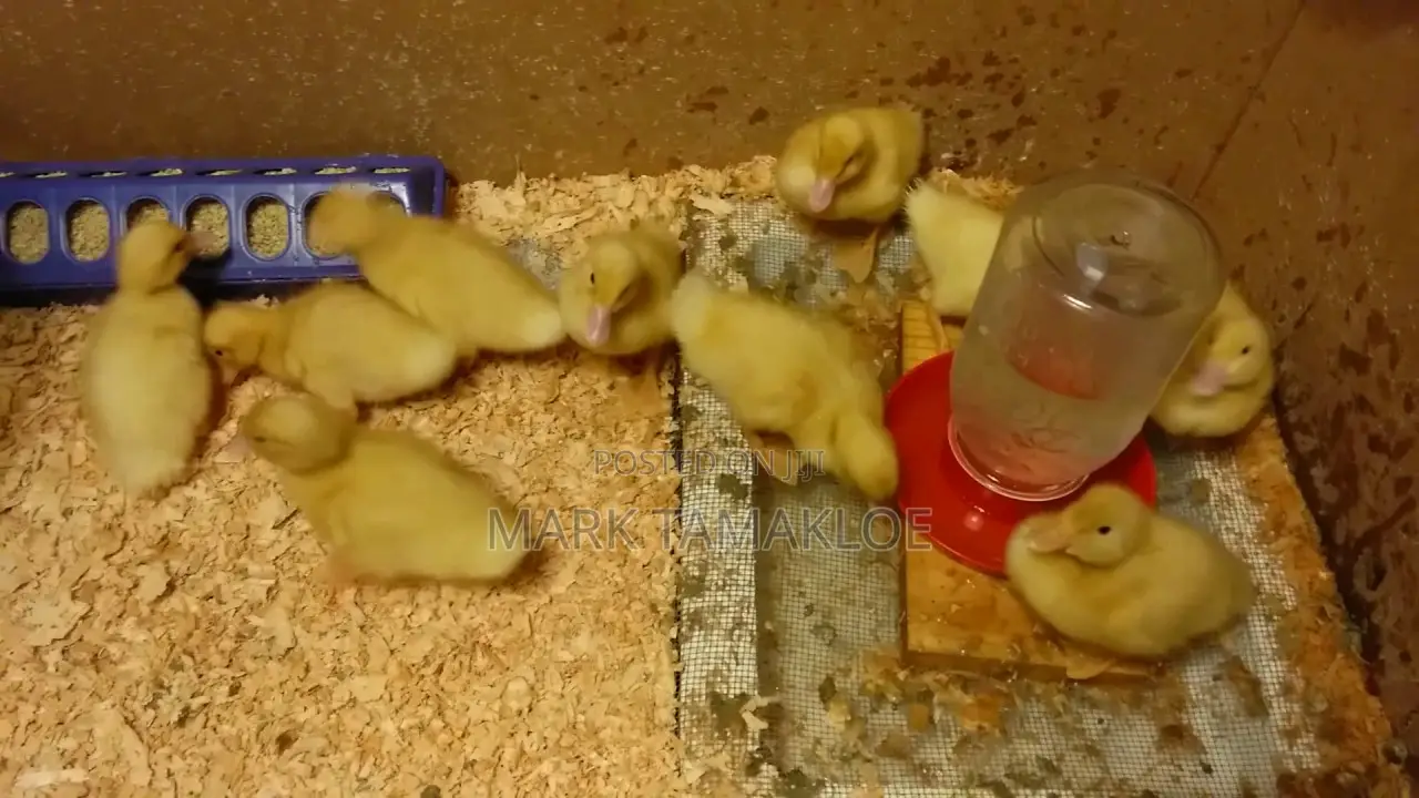Healthy Day-Old Pekin Ducklings | Fast-Growing Meat Ducks