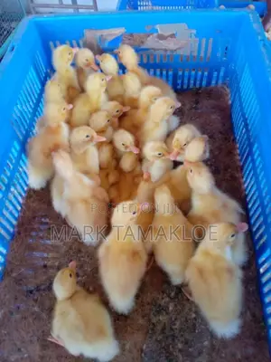 Healthy Day-Old Pekin Ducklings | Fast-Growing Meat Ducks