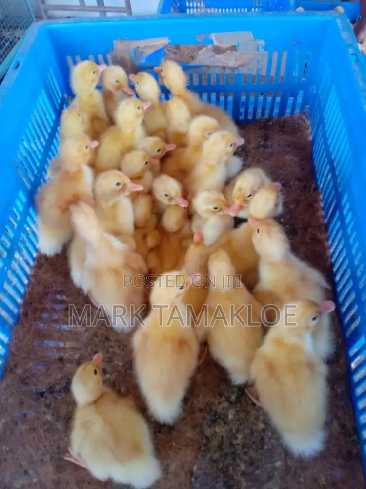 Healthy Day-Old Pekin Ducklings | Fast-Growing Meat Ducks