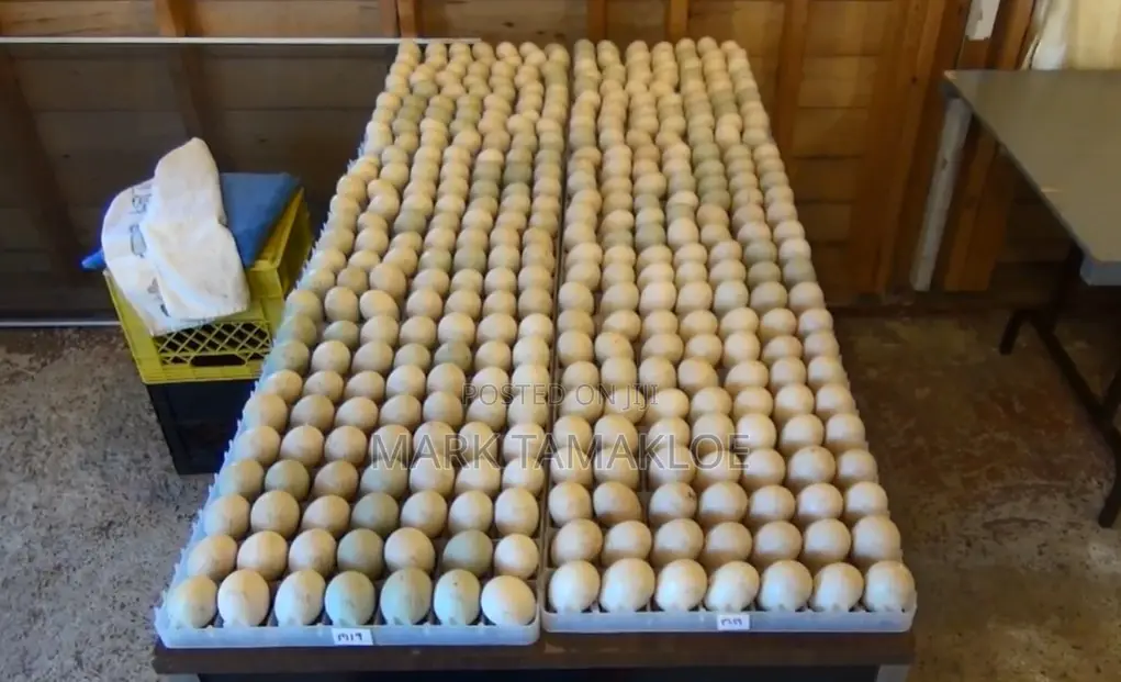 Fertile Pekin Duck Eggs For Sale – High Hatch Rate Cleanly Collected
