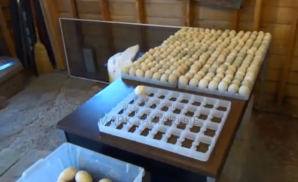 Fertile Pekin Duck Eggs For Sale – High Hatch Rate Cleanly Collected