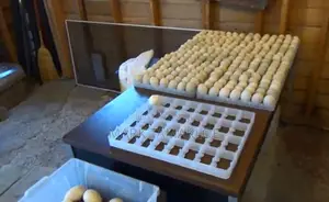 Fertile Pekin Duck Eggs For Sale – High Hatch Rate Cleanly Collected
