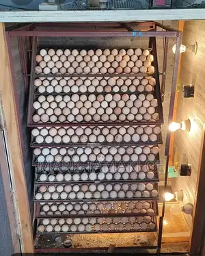 Fertile Pekin Duck Eggs For Sale – High Hatch Rate Cleanly Collected