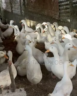 Mature Pekin Ducks for Sale – Strong, Productive Farm-Raised