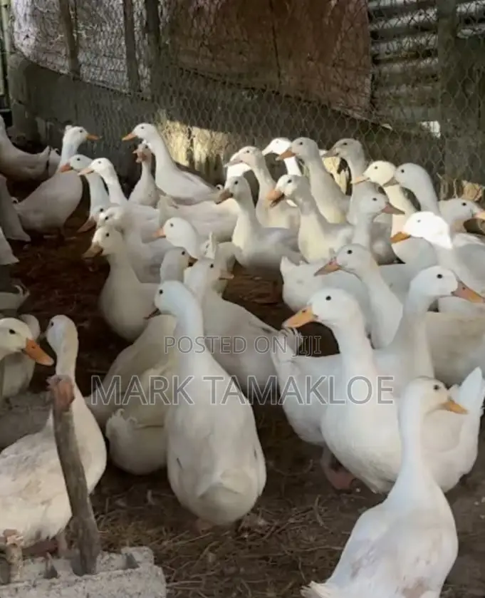 Mature Pekin Ducks for Sale – Strong, Productive Farm-Raised