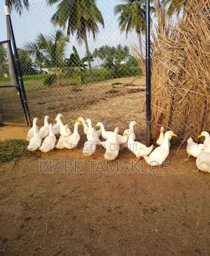 Mature Pekin Ducks for Sale – Strong, Productive Farm-Raised