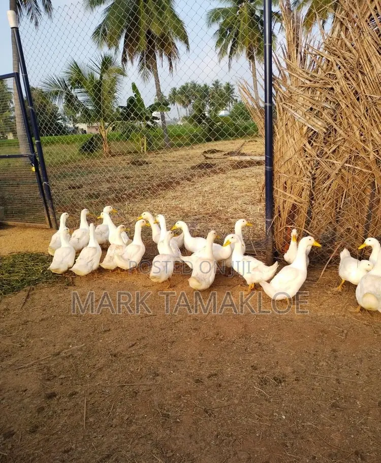 Mature Pekin Ducks for Sale – Strong, Productive Farm-Raised