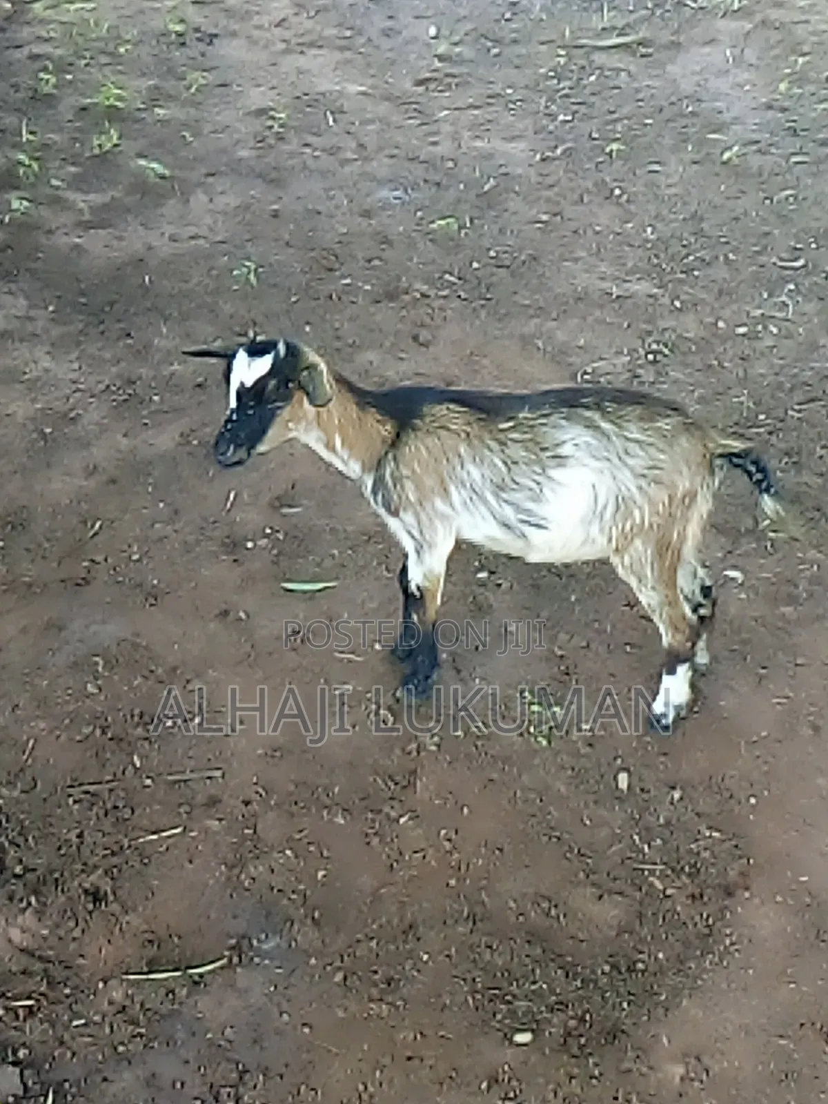 Nice Female Goat Seller