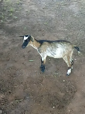 Nice Female Goat Seller