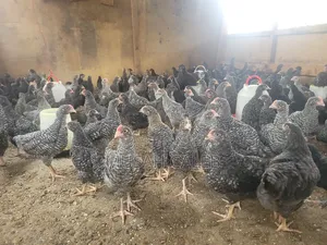7 Weeks Plymouth Rock Birds