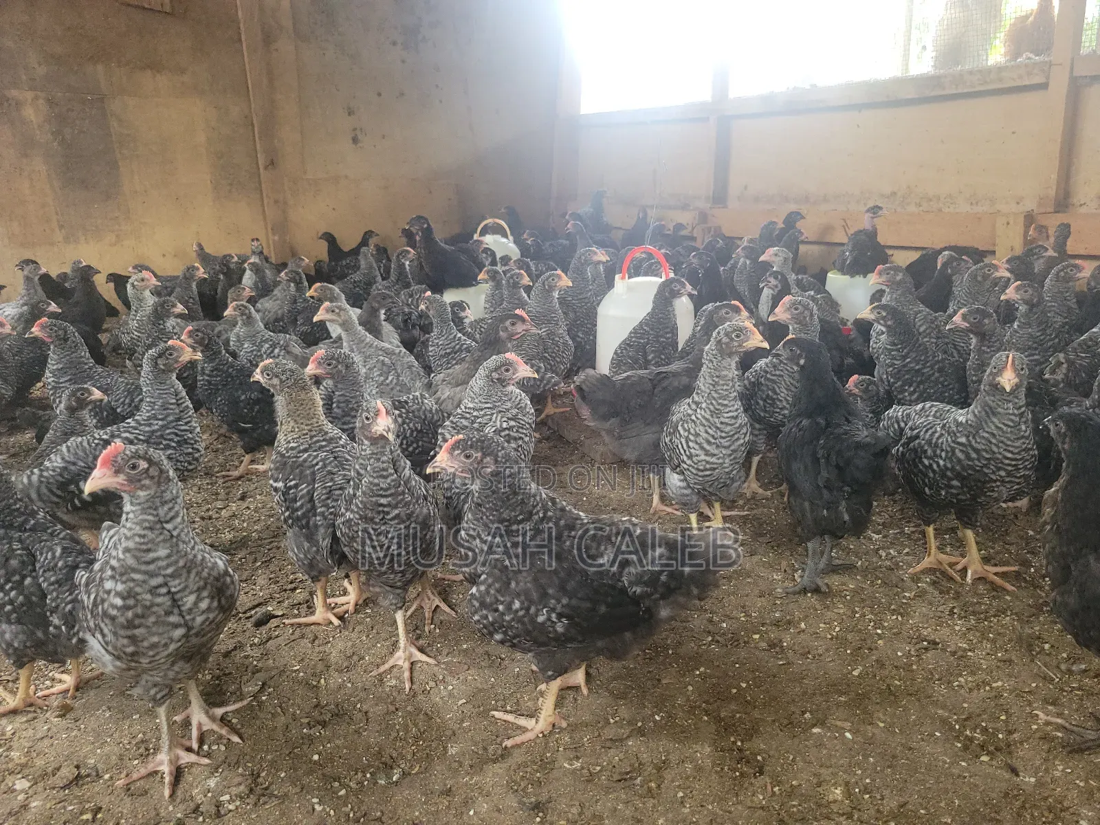 7 Weeks Plymouth Rock Birds