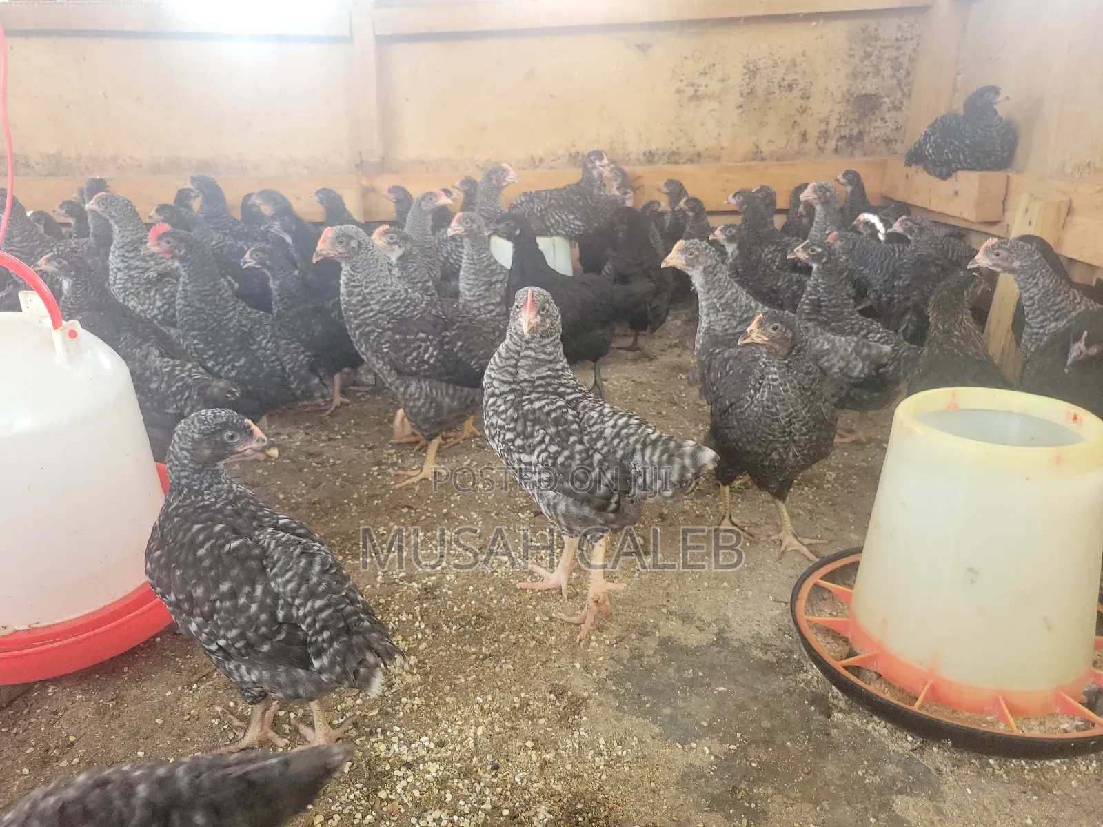 7 Weeks Plymouth Rock Birds