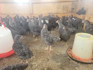 7 Weeks Plymouth Rock Birds