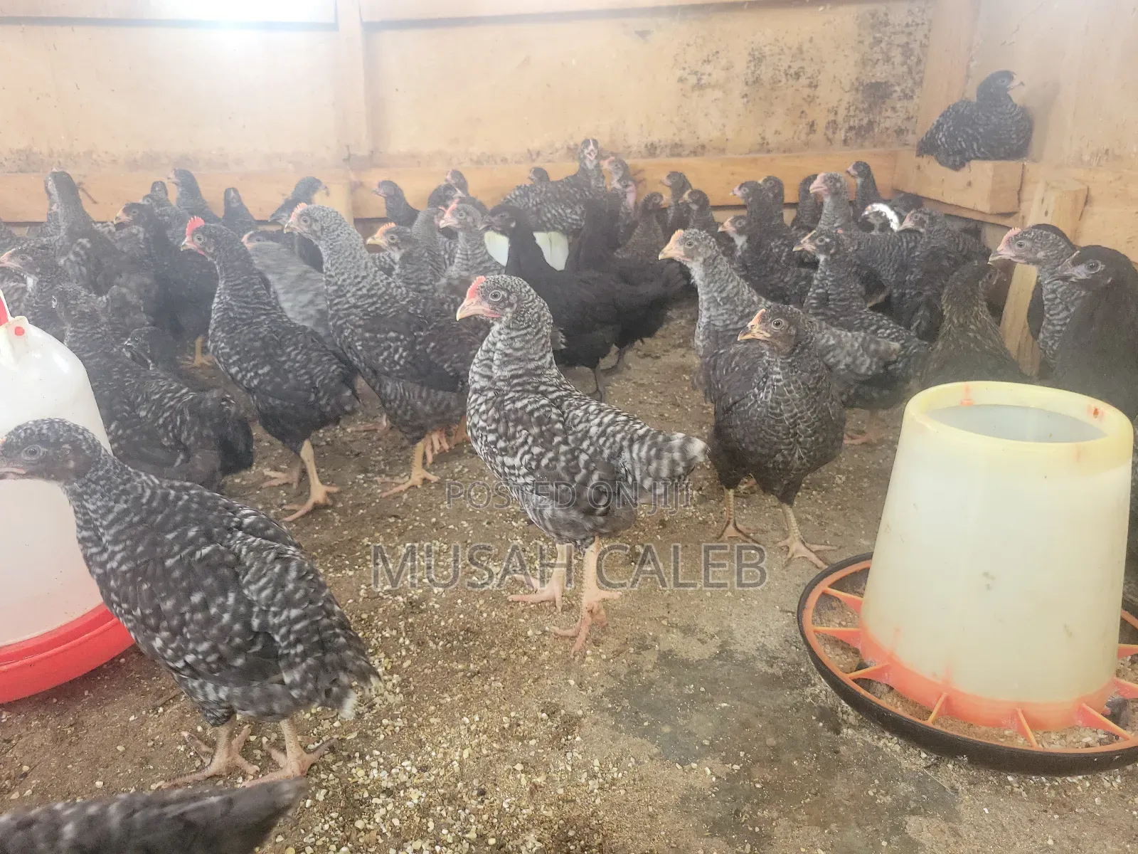 7 Weeks Plymouth Rock Birds