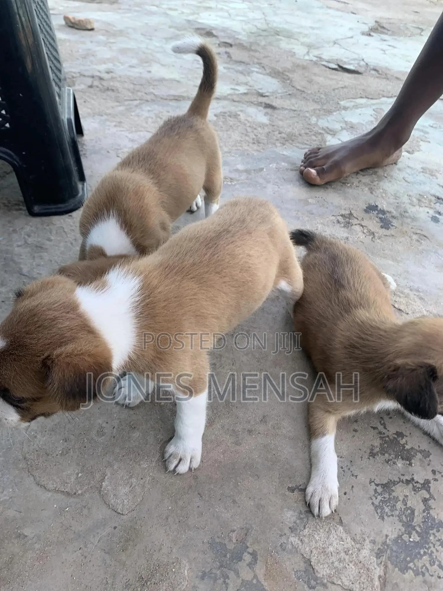 1-3 months Male Mixed Breed Dog