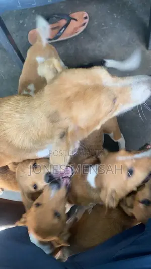 1-3 months Female Mixed Breed Dog