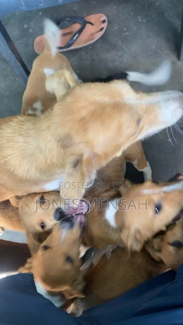 1-3 months Female Mixed Breed Dog