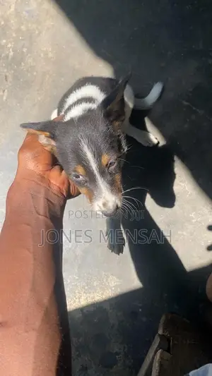 1-3 months Female Mixed Breed Dog