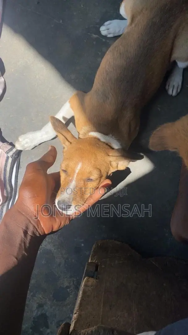1-3 months Female Mixed Breed Dog