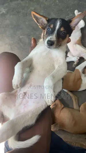 1-3 months Female Mixed Breed Dog