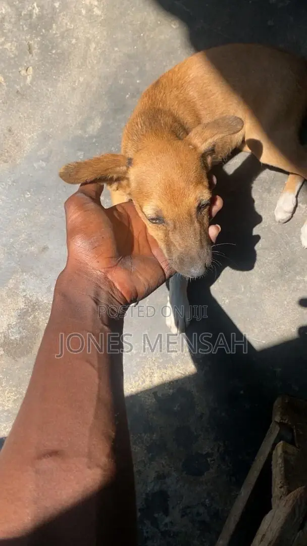 1-3 months Female Mixed Breed Dog