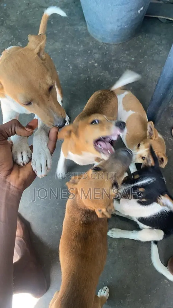 1-3 months Female Mixed Breed Dog