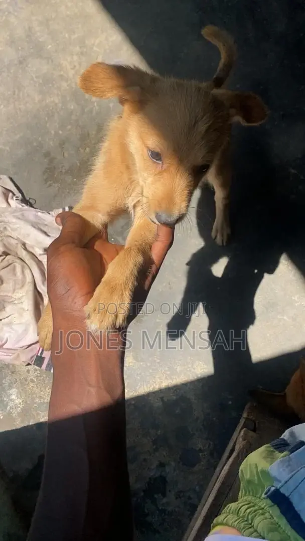1-3 months Female Mixed Breed Dog