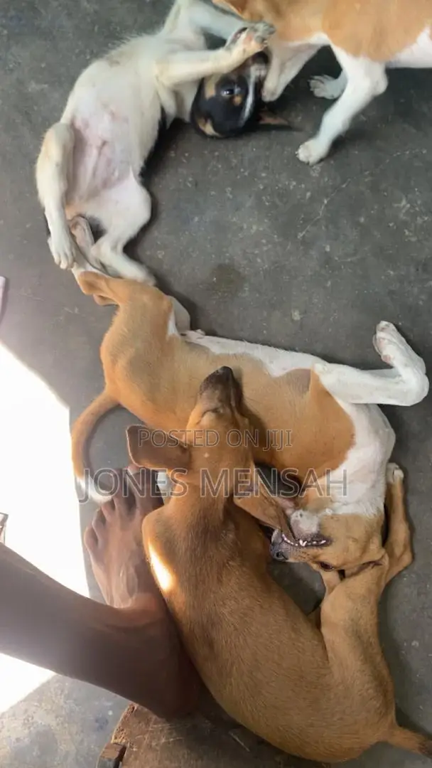 1-3 months Female Mixed Breed Dog