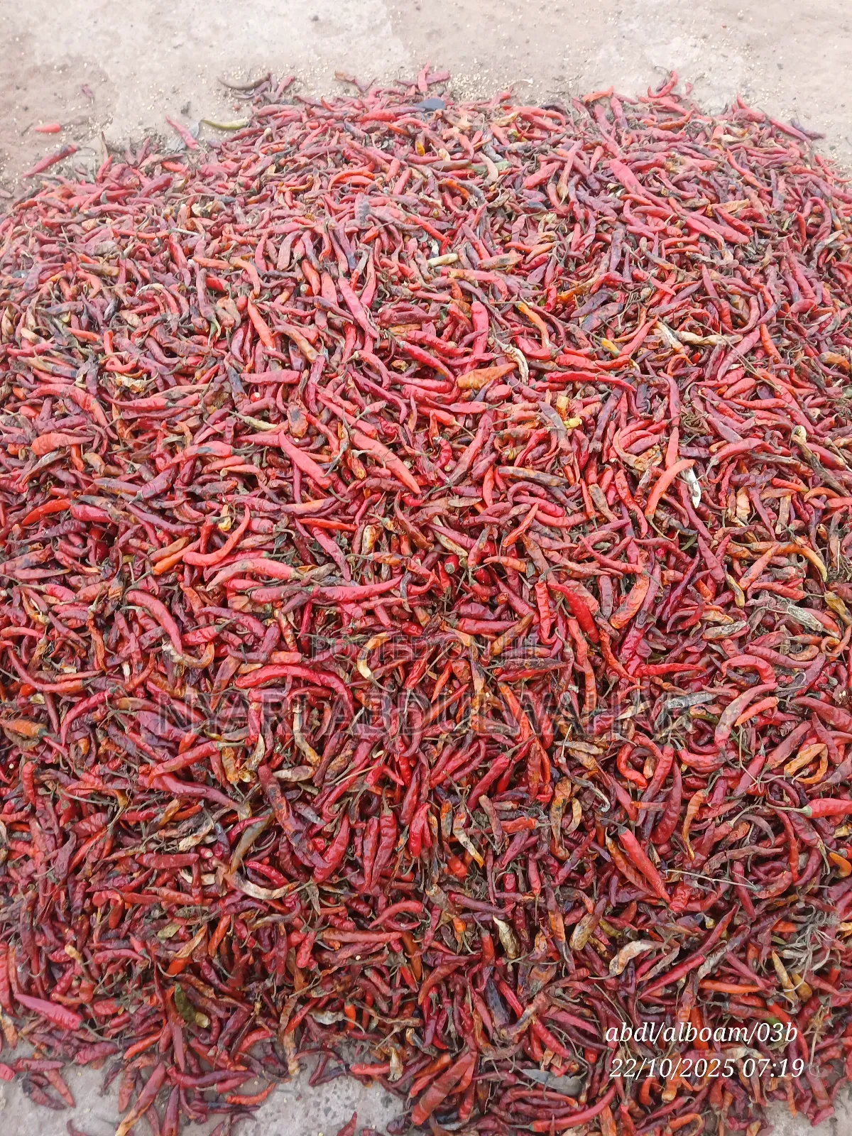 Chilli Pepper in Central Gonja - Food & Beverages, Nyari Abdulwahab ...