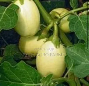 Garden Eggs Seeds and Seedlings