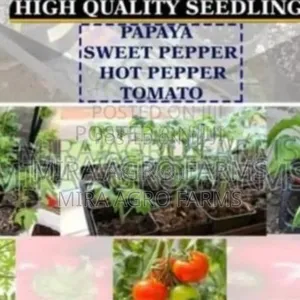 Seeds And Seedlings
