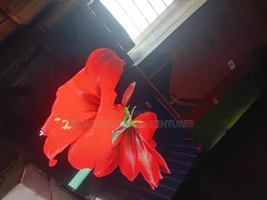 Entertaining Life Movies With TCL 55inches Smart Tv Compelling TCL