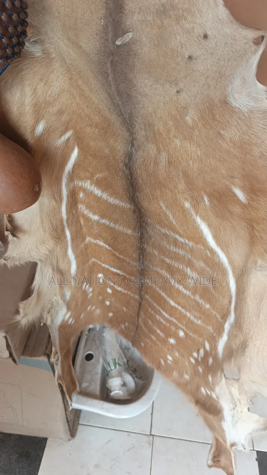 Big Cats Dry Skin
