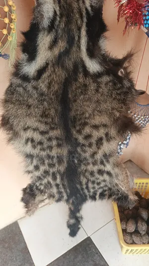 Big Cats Dry Skin