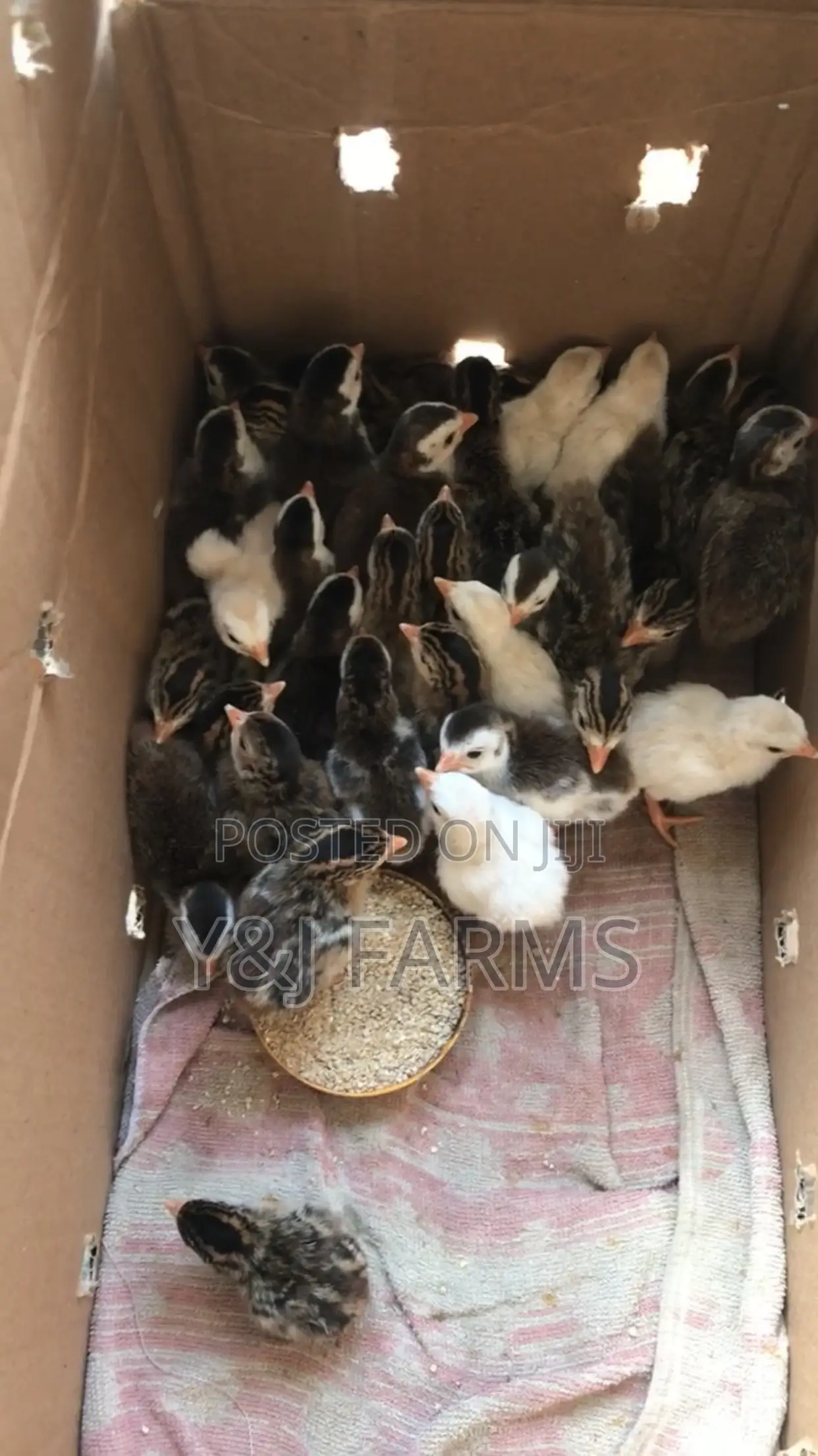 Hybrid Day Old Guinea Keets