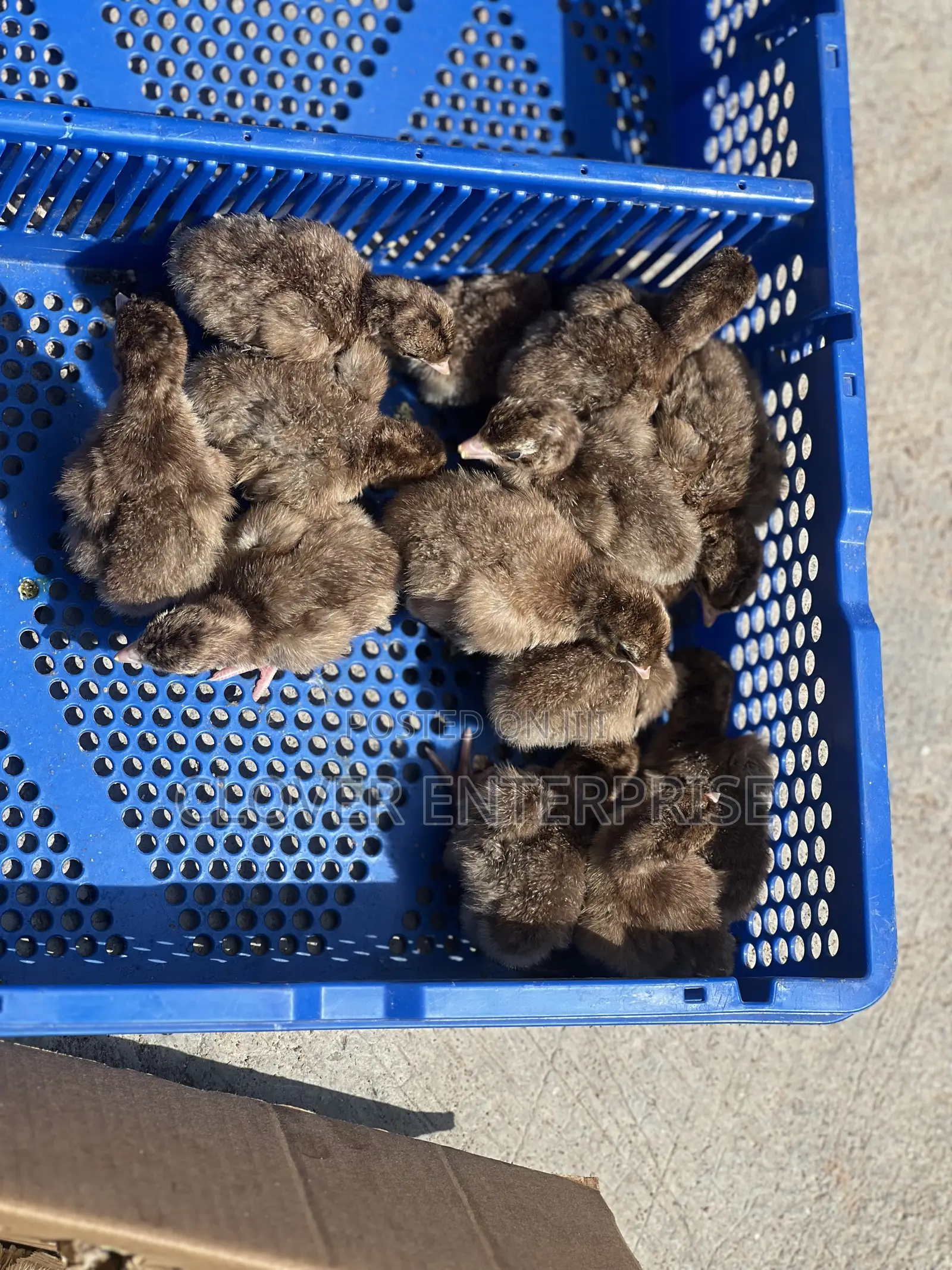Dayold Bourbon Red or Brown Turkey