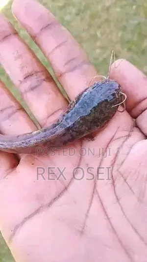 Catfish Fingerlings And Juveniles
