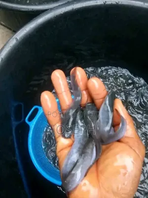 Catfish Juveniles