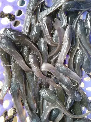 Catfish Start Up Package