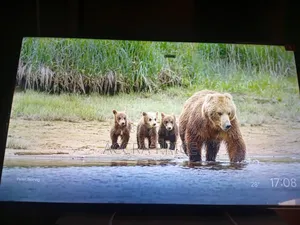 Non Tiring Brand Tcl55