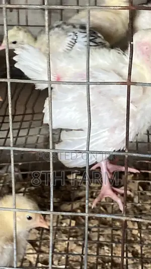 Foreign BBW/BBB Day Old Turkey (Poults)