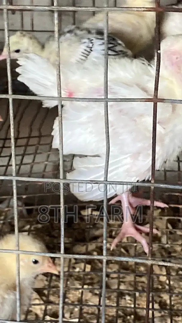 Foreign BBW/BBB Day Old Turkey (Poults)